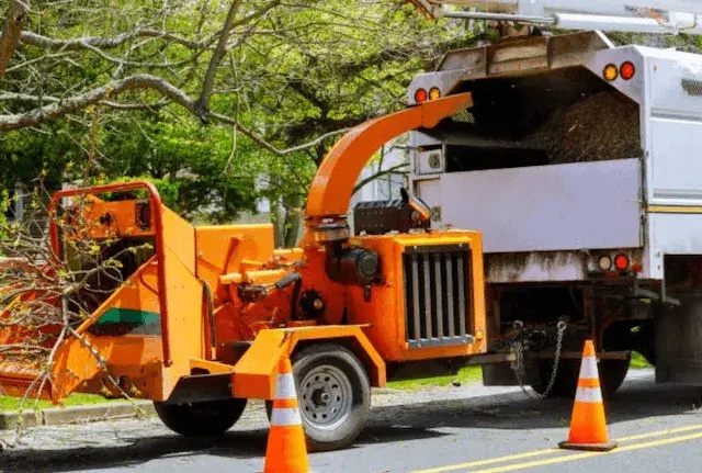 tree removal harris