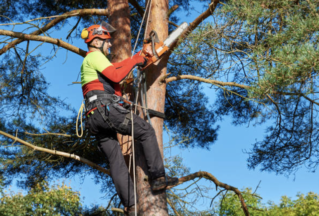 tree pruning harris