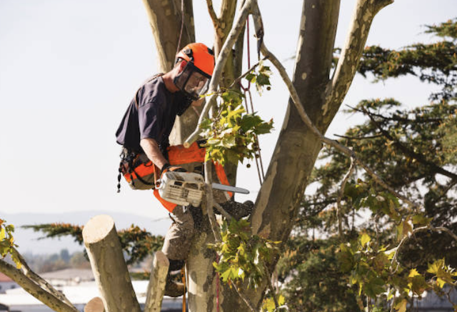 tree removal harris
