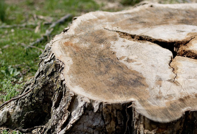 stump grinding Highlands tx